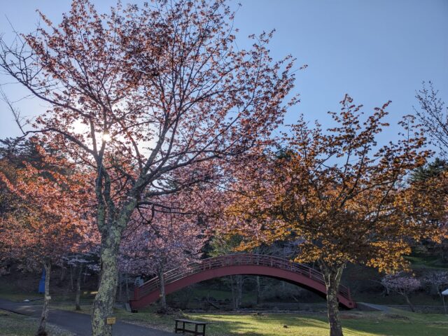 子野日公園の桜