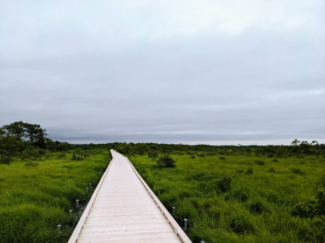 釧路湿原の木道