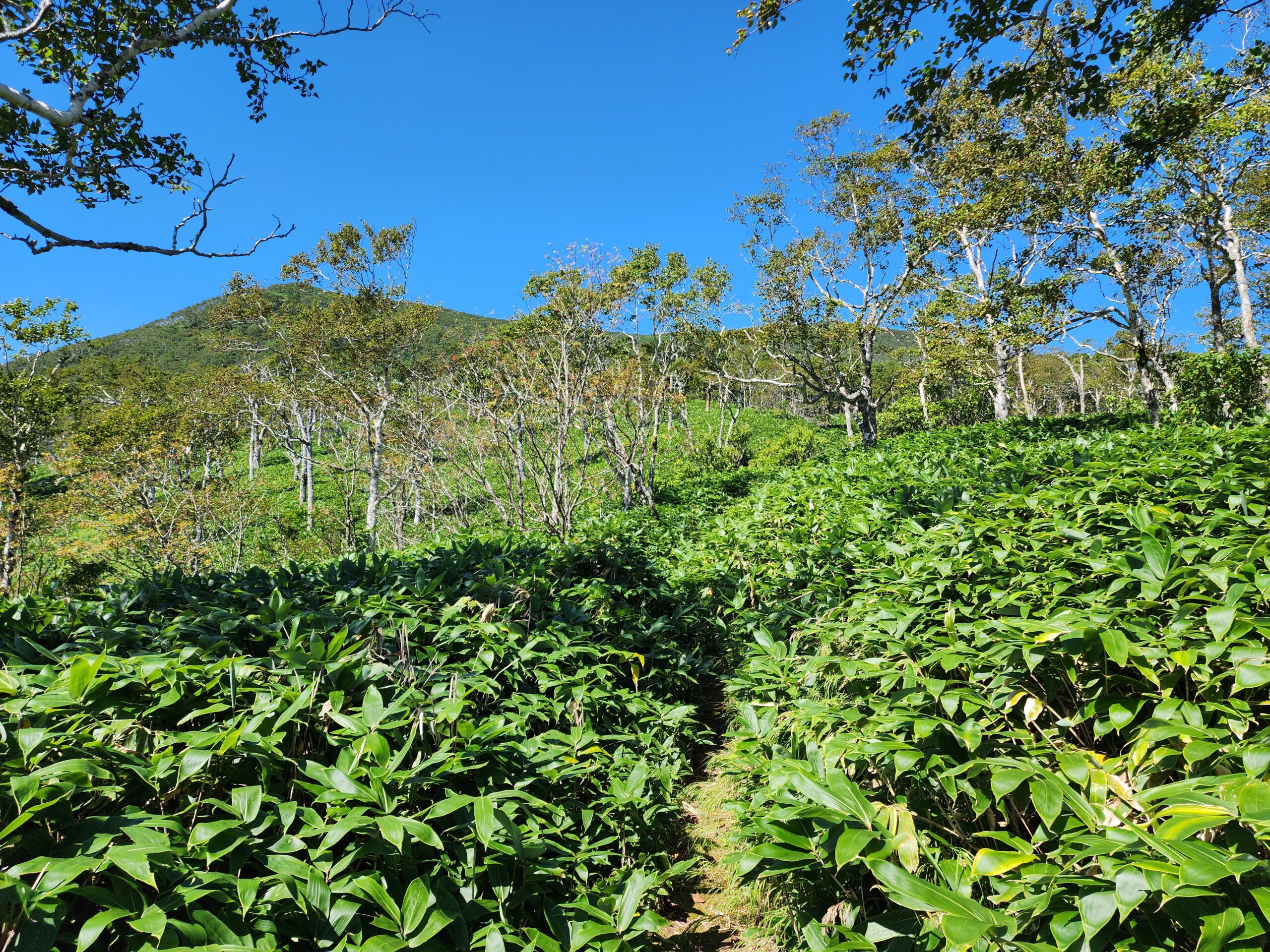 標津岳