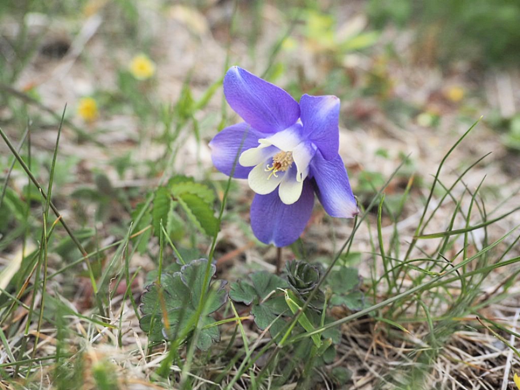 西別岳