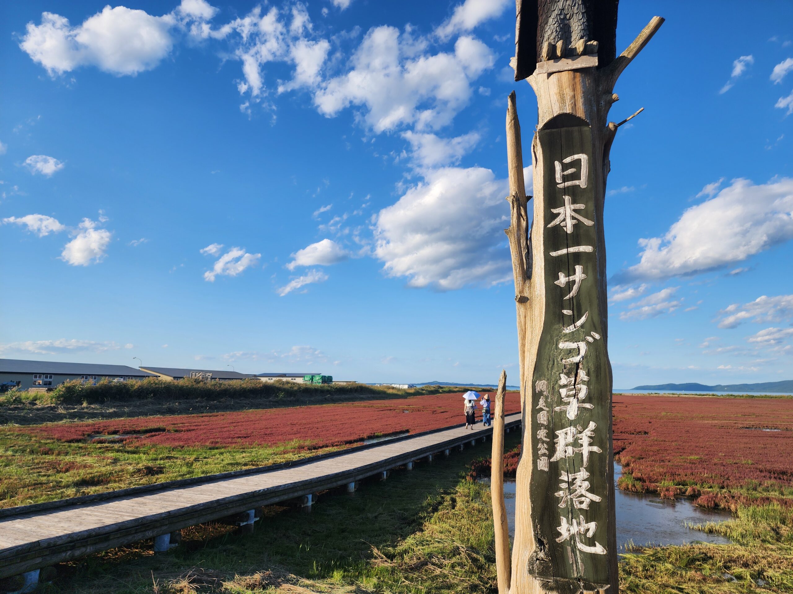 能取湖のサンゴ草