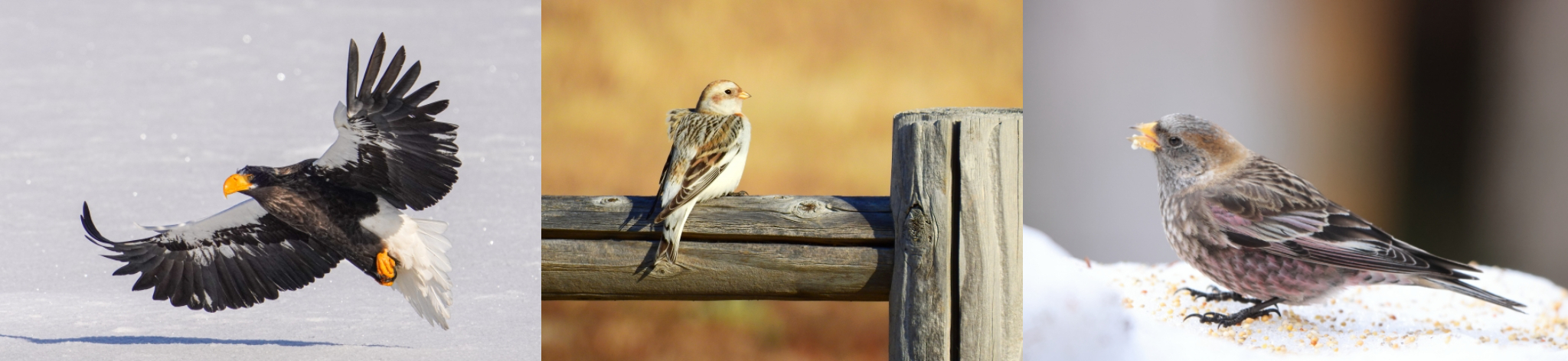 Notsuke Peninsula Winter Birdwatching Tour in Hokkaido